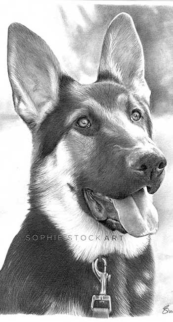 Jax the German Shepherd - A4 Head & Shoulders Portrait