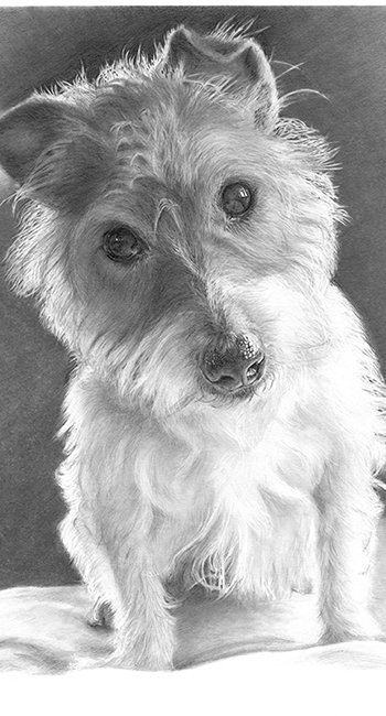Woody the Jack Russell Terrier - A3