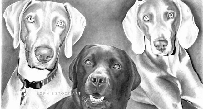 Five Dogs - A3 Head and Shoulders Portrait, 5 subjects